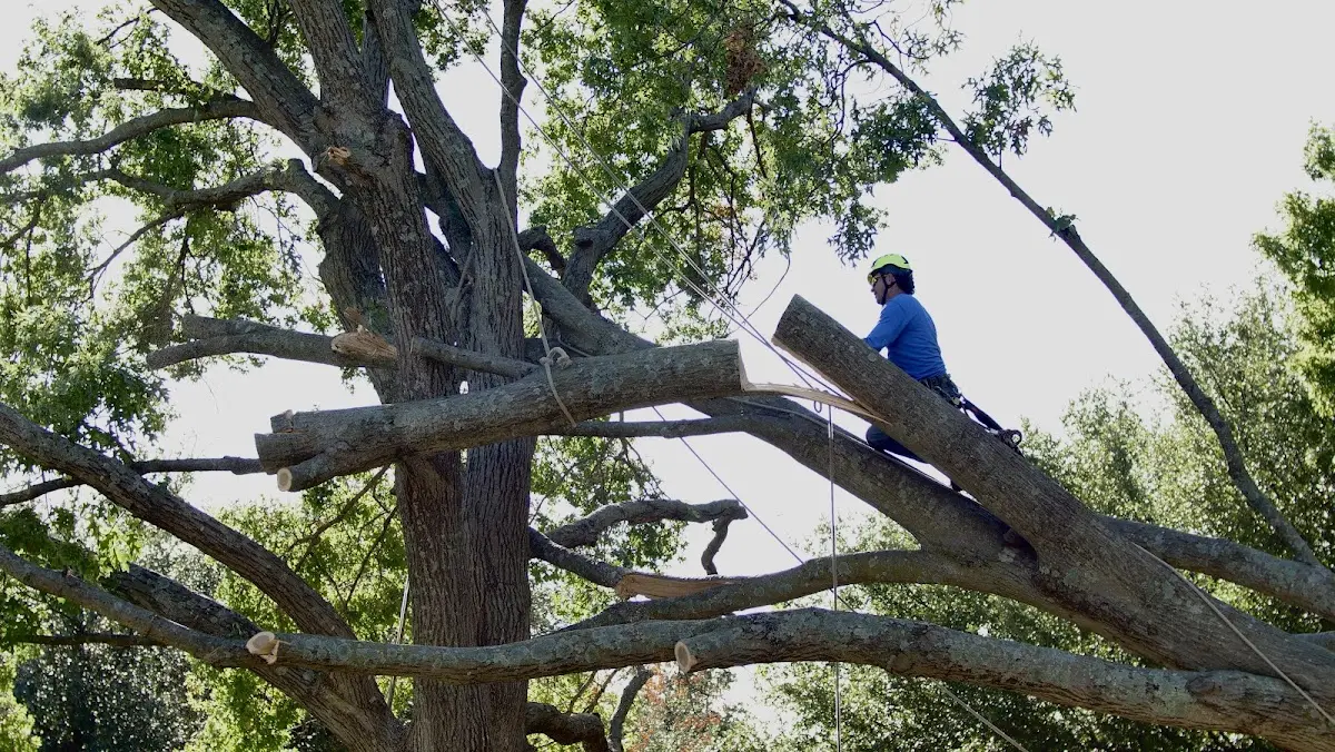 Professional Hazardous Tree Removal performed by certified arborists in Caruthers