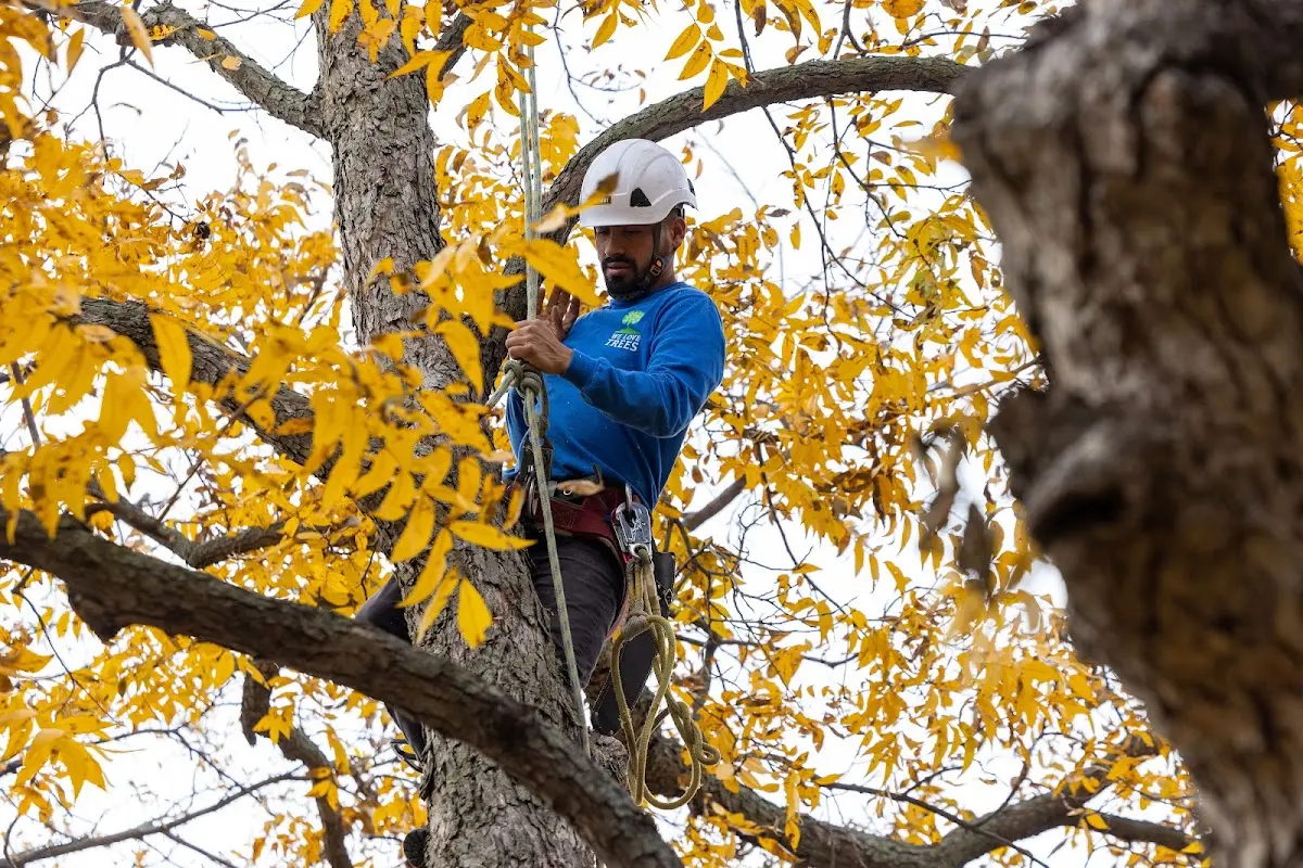 Skilled Emergency Tree Service crew working in Caruthers